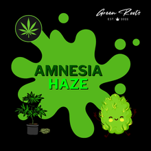 Lade das Bild in den Galerie-Viewer, AMNESIA HAZE (AUTO) SAMEN 3er PACKS