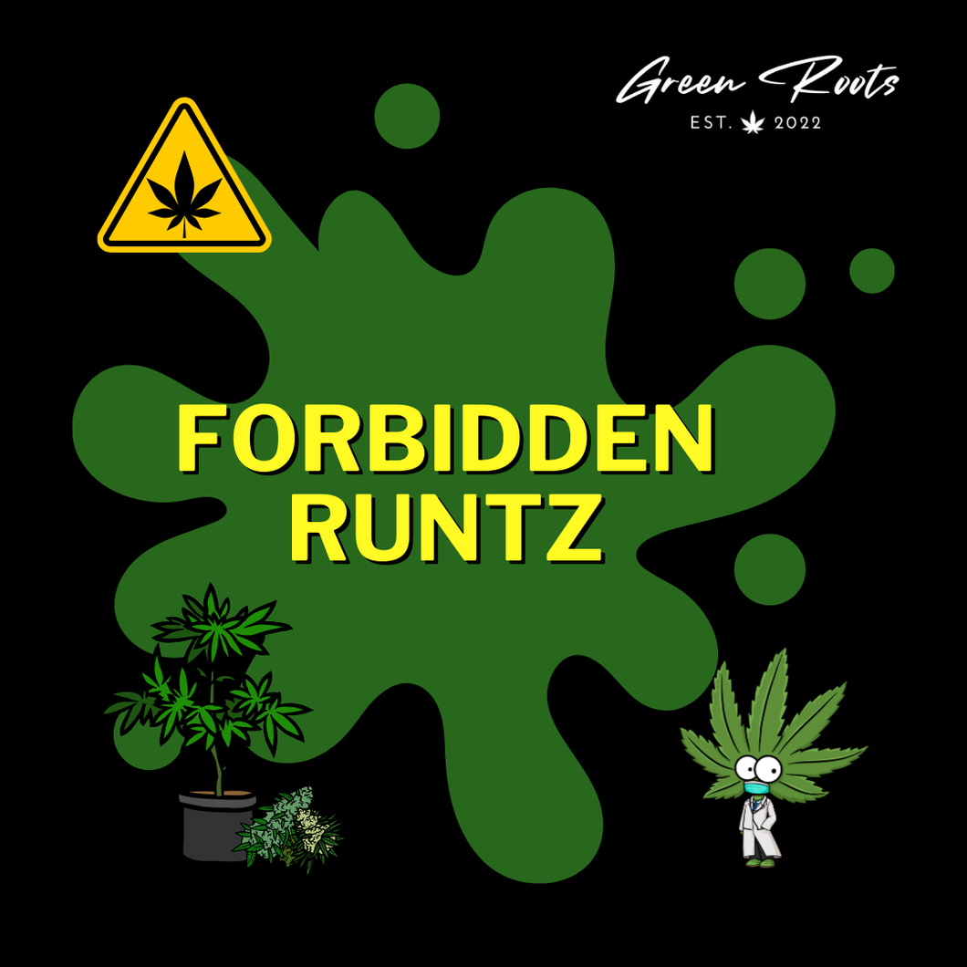 FORBIDDEN RUNTZ (AUTO) SAMEN 3er PACKS