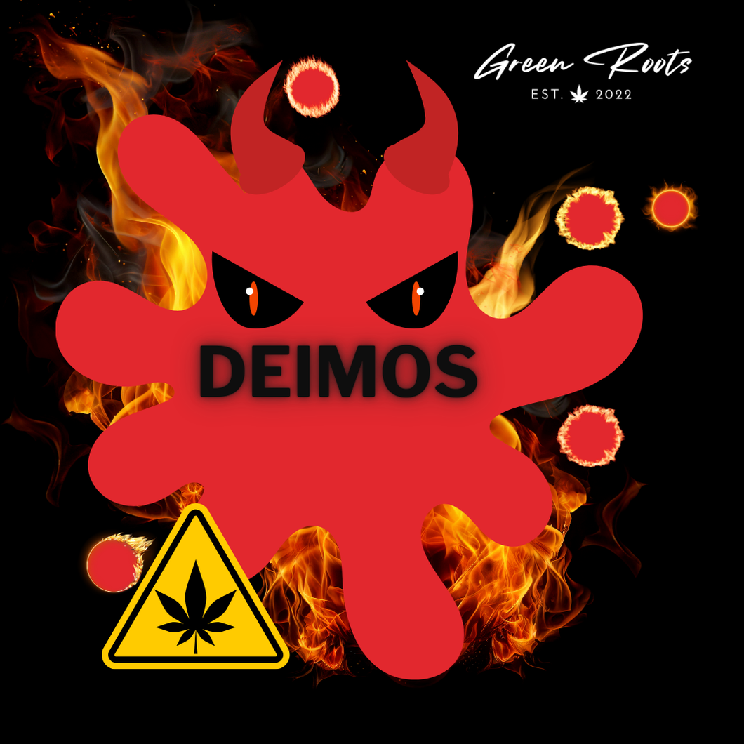 DEIMOS XXL (AUTO) SAMEN 3er PACKS